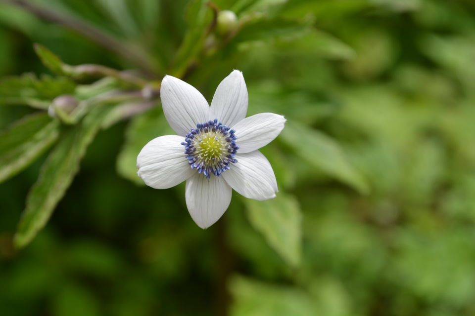 Photo of Valley of Flowers National Park, Chamoli, Uttarakhand, India by Sonam Singh
