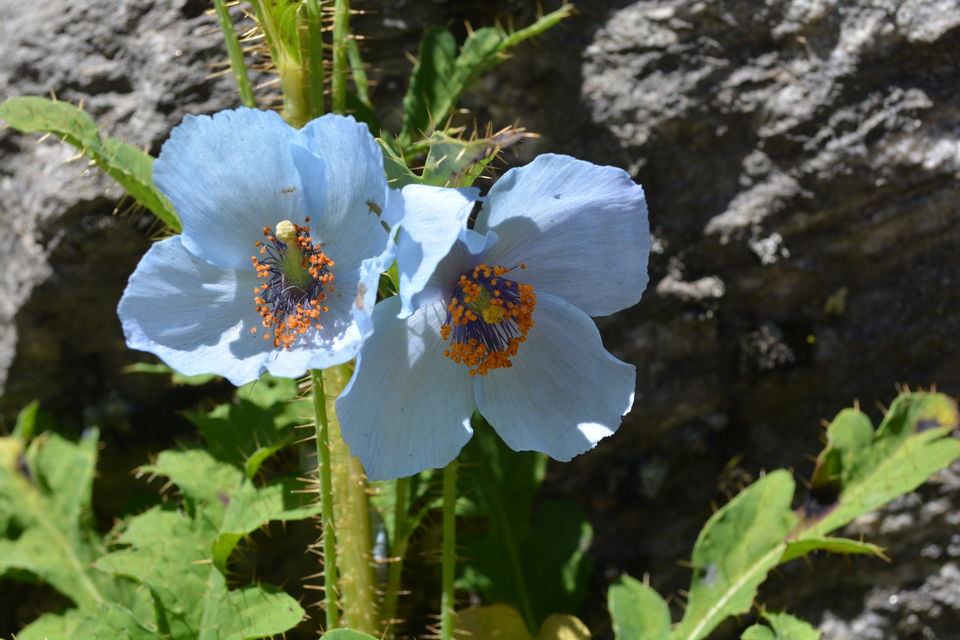 Photo of Valley of Flowers National Park, Chamoli, Uttarakhand, India by Sonam Singh