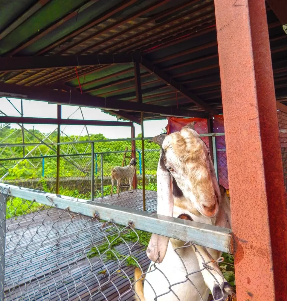 Photo of A secret farm getaway that's 60 minutes from Mumbai: The Roots Farm Review - MunniOfAllTrades.com by Khushboo Motihar