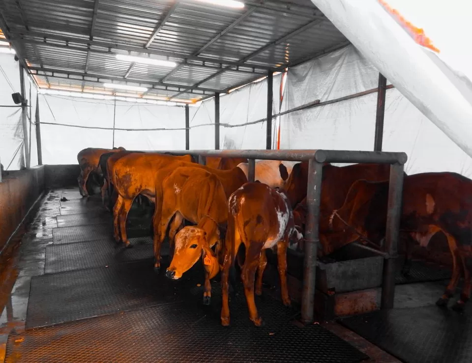 Photo of A secret farm getaway that's 60 minutes from Mumbai: The Roots Farm Review - MunniOfAllTrades.com by Khushboo Motihar