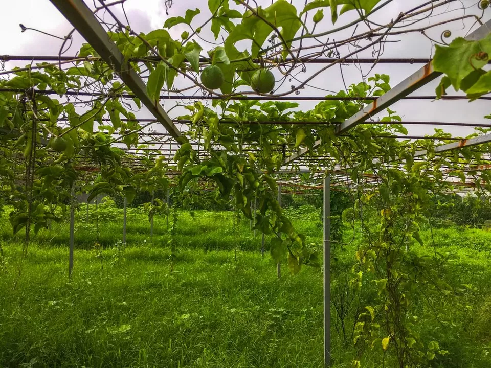 Photo of A secret farm getaway that's 60 minutes from Mumbai: The Roots Farm Review - MunniOfAllTrades.com by Khushboo Motihar