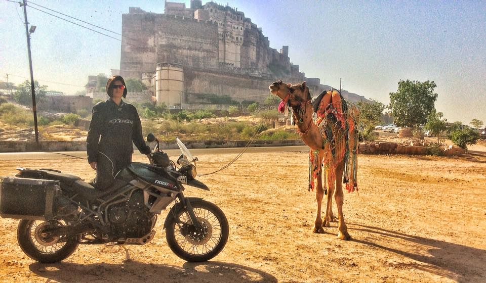 Photo of Tiger in Rajasthan :-) 1/1 by Sonia Jain