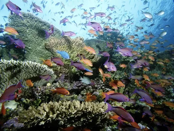 Photo of Havelock Island, Andaman and Nicobar Islands by Raj Kalwani