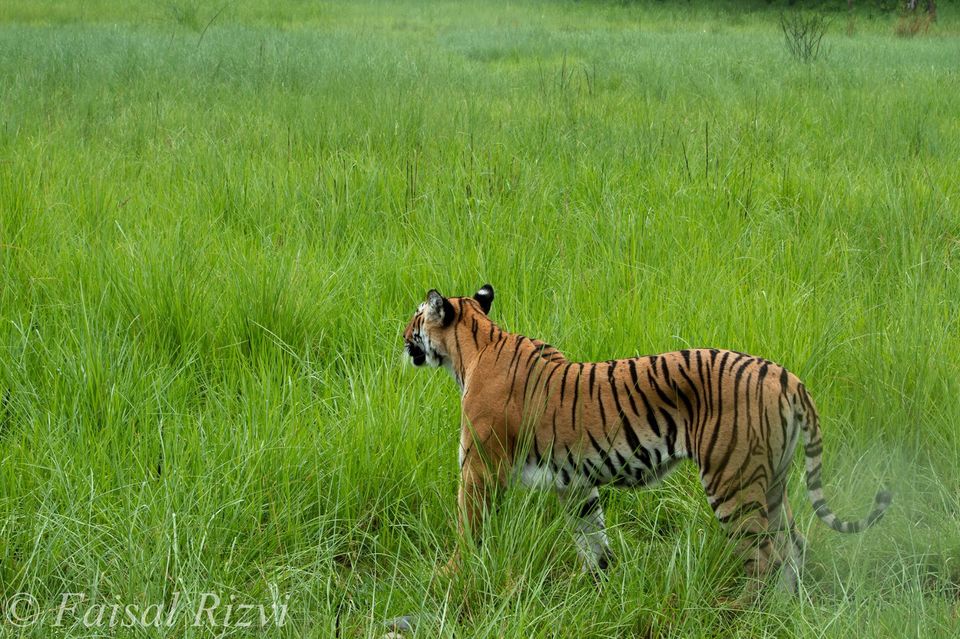 Photo of Monsoon magic of Corbett 6/9 by Faisal Rizvi