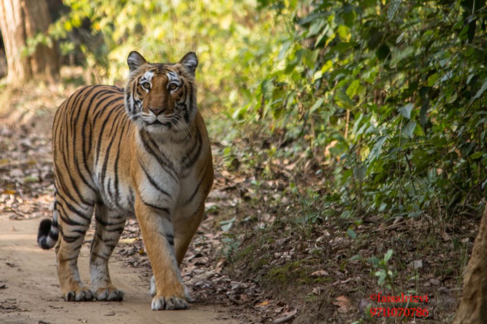 The Return of Tigress - Sharmeeli (Corbett Queen) - Tripoto