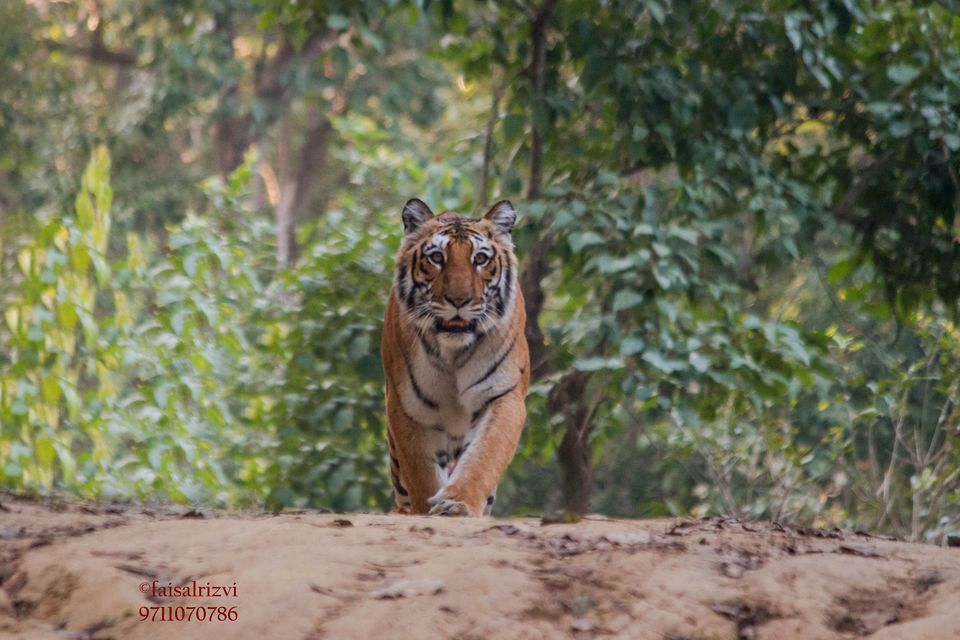 Photo of The Return of Tigress - Sharmeeli (Corbett Queen) 12/12 by Faisal Rizvi