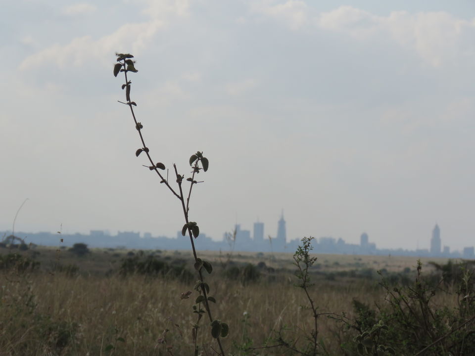 Photo of Nairobi National Park, Nairobi, Kenya by MM