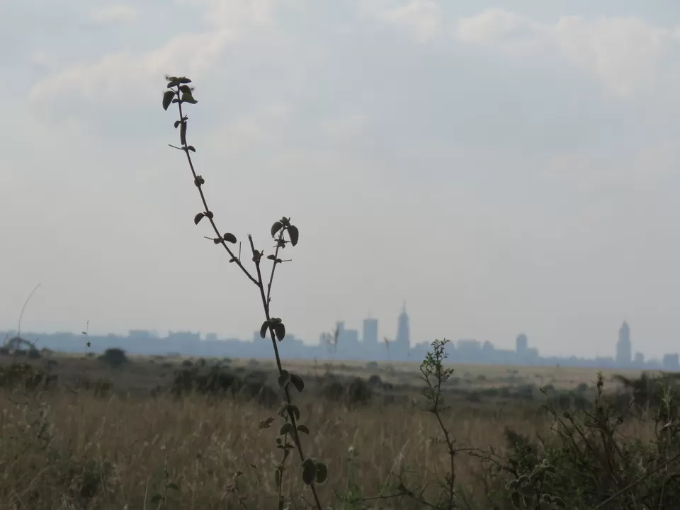Photo of Nairobi National Park, Nairobi, Kenya by MM