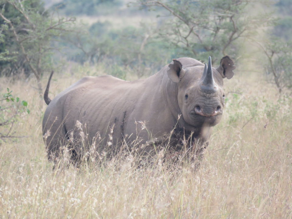 Photo of Nairobi National Park, Nairobi, Kenya by MM