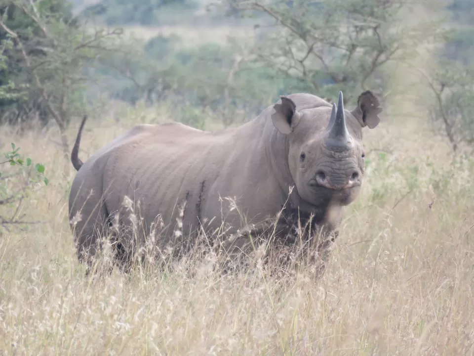 Photo of Nairobi National Park, Nairobi, Kenya by MM