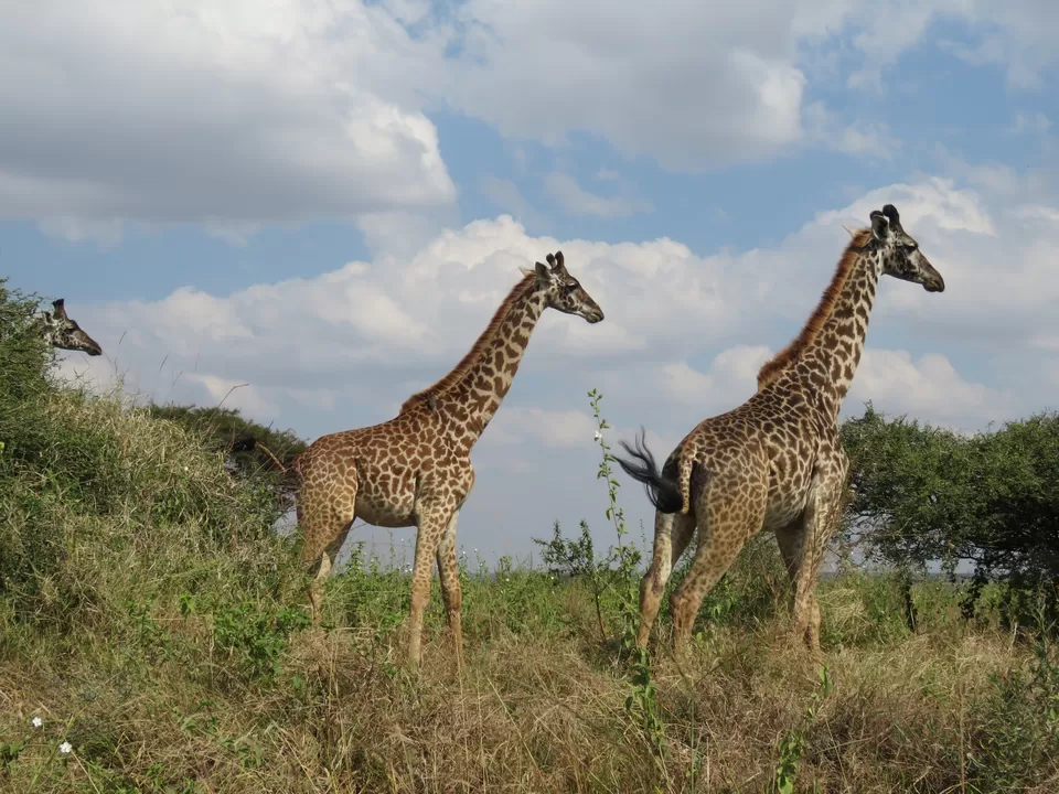 Photo of Nairobi National Park, Nairobi, Kenya by MM