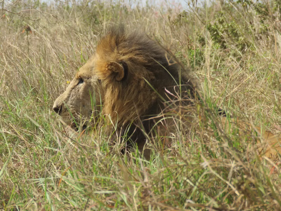 Photo of Nairobi National Park, Nairobi, Kenya by MM