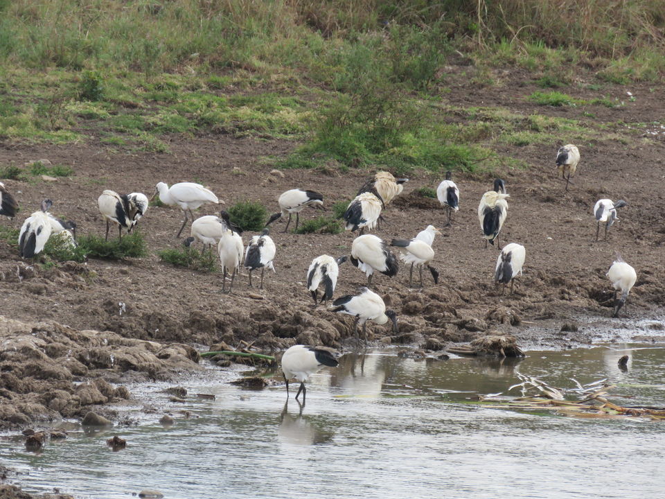 Photo of Nairobi National Park, Nairobi, Kenya by MM