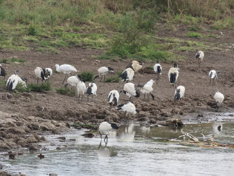 Photo of Nairobi National Park, Nairobi, Kenya by MM