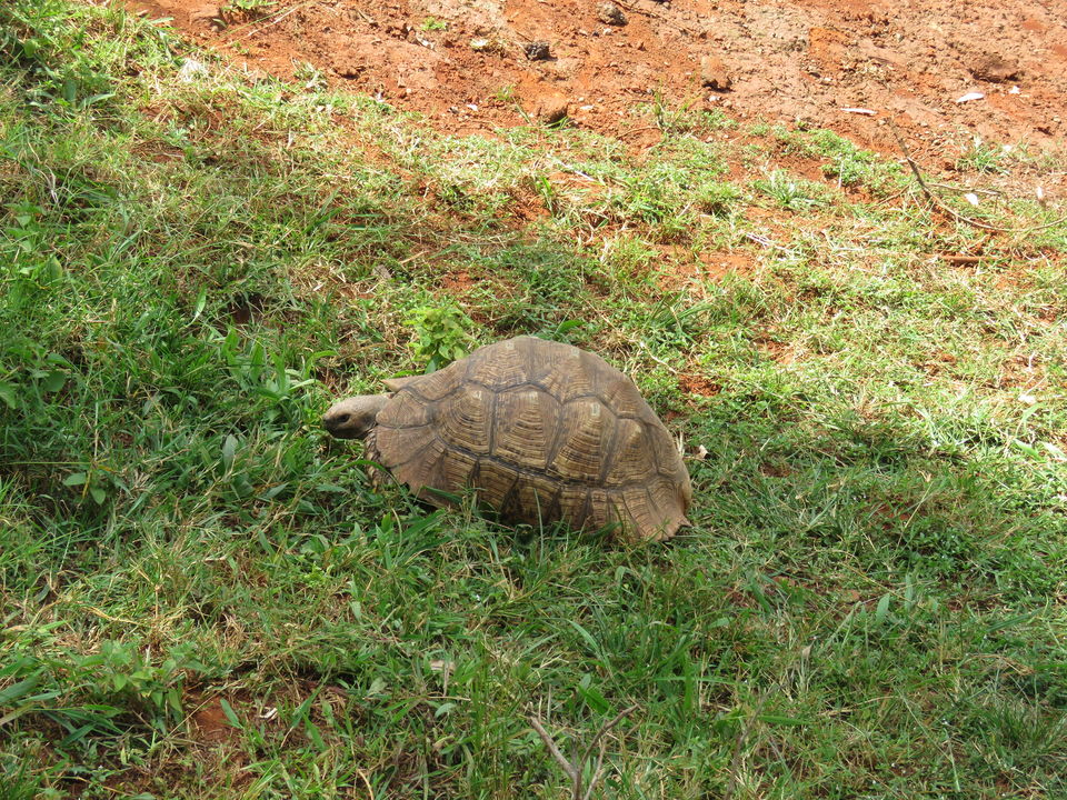 Photo of Nairobi National Park, Nairobi, Kenya by MM