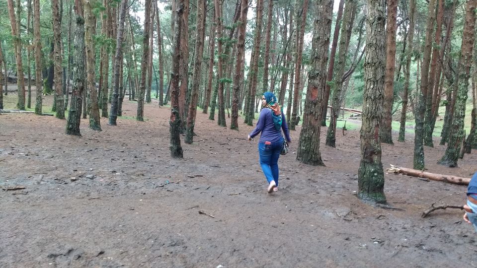 Photo of Kodai- The Gift of the Forest by Diksha Batra