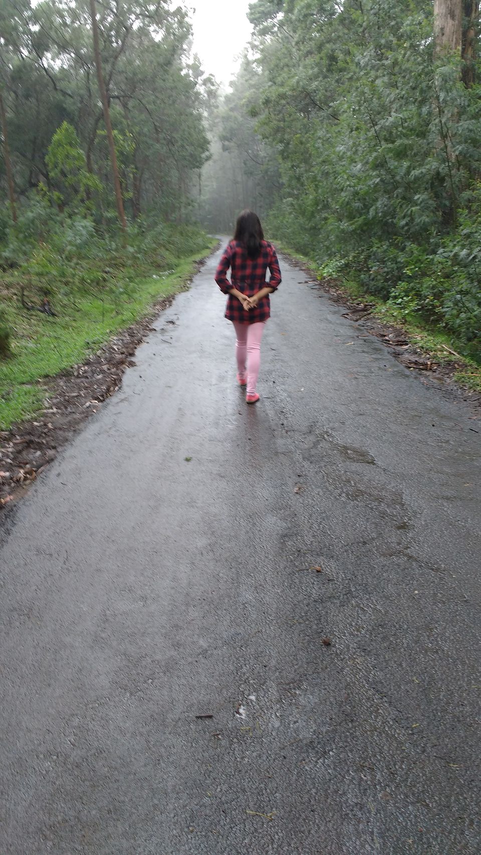 Photo of Kodai- The Gift of the Forest by Diksha Batra