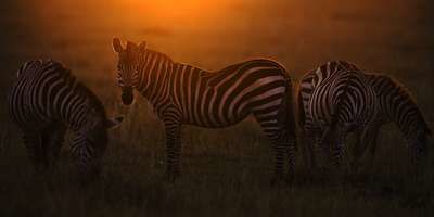 Photo of 3 days masai mara wildbeest migration special offer @320 USD by Kariuki Mwangi