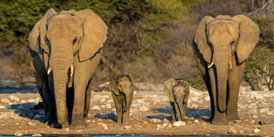 Photo of 3 days masai mara wildbeest migration special offer @320 USD 1/1 by Kariuki Mwangi