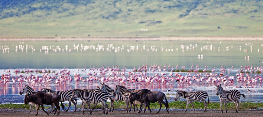Photo of 7days masai mara – lake nakuru – amboseli classic safari by Kariuki Mwangi