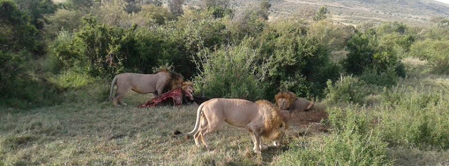 Photo of simba paka safaris, Nairobi, Kenya by Kariuki Mwangi