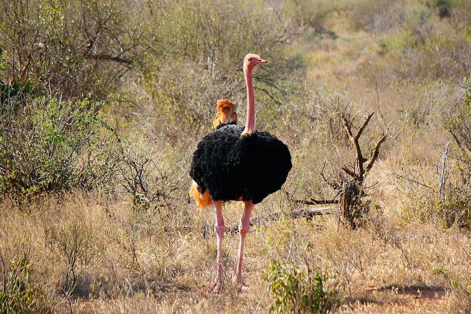 Photo of simba paka safaris, Nairobi, Kenya by Kariuki Mwangi