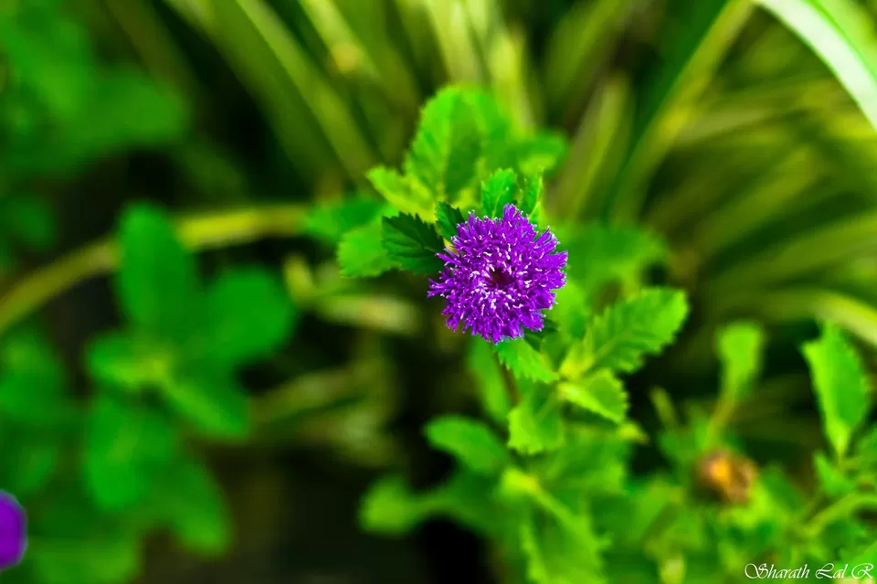 Photo of Dawki, Meghalaya, India by Sharath Lal Raju