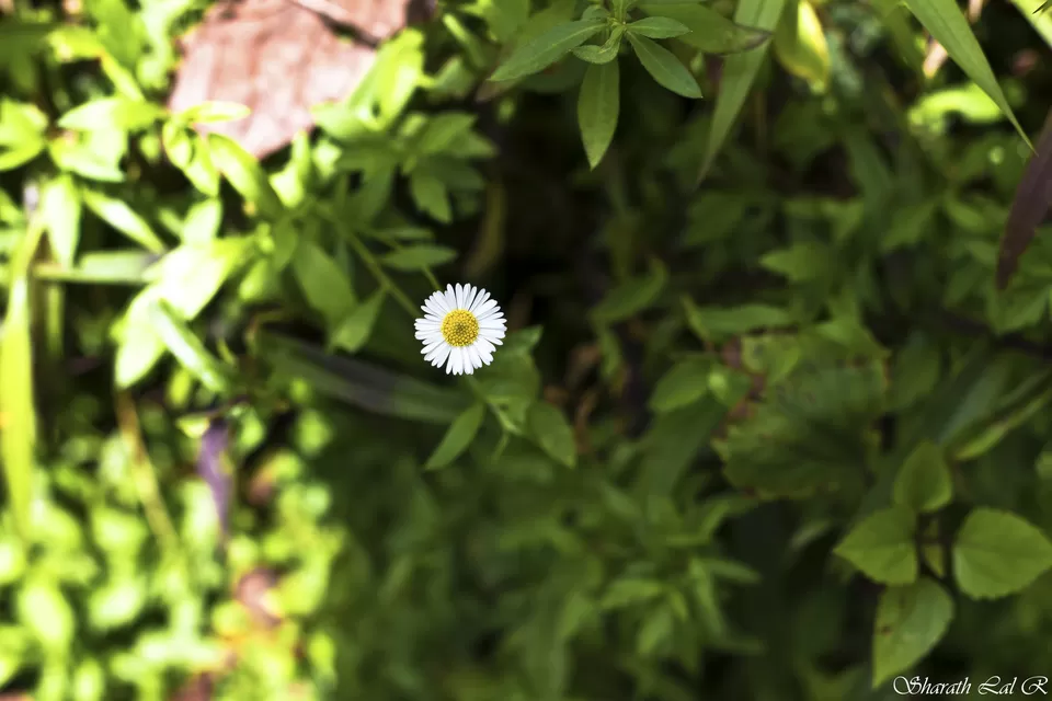 Photo of Dawki, Meghalaya, India by Sharath Lal Raju