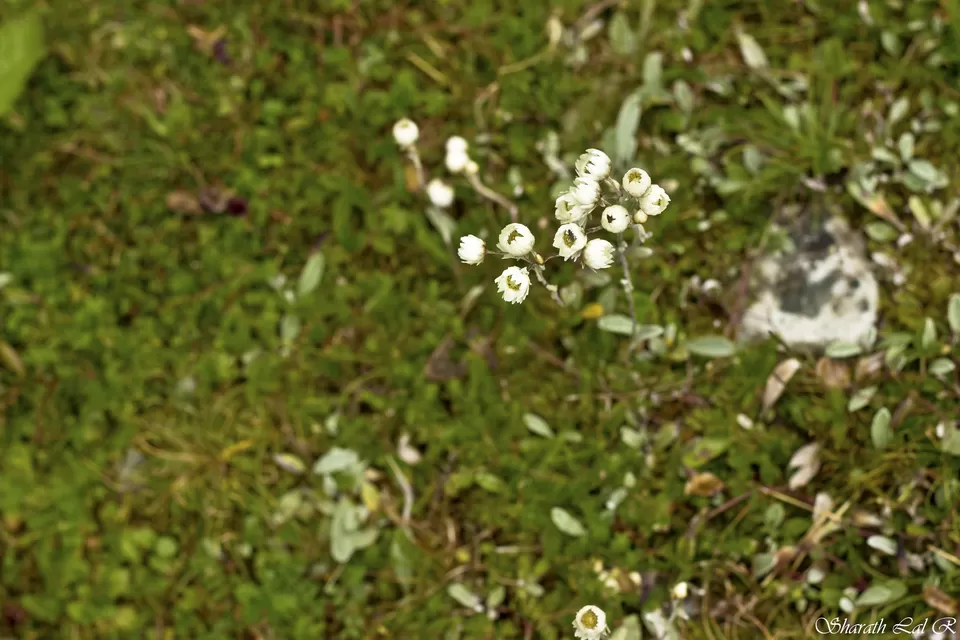 Photo of Nathula, Sikkim, India by Sharath Lal Raju