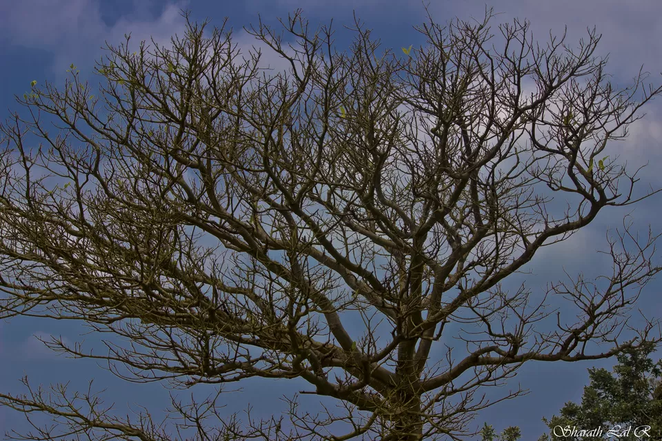 Photo of Mulshi, Maharashtra, India by Sharath Lal Raju