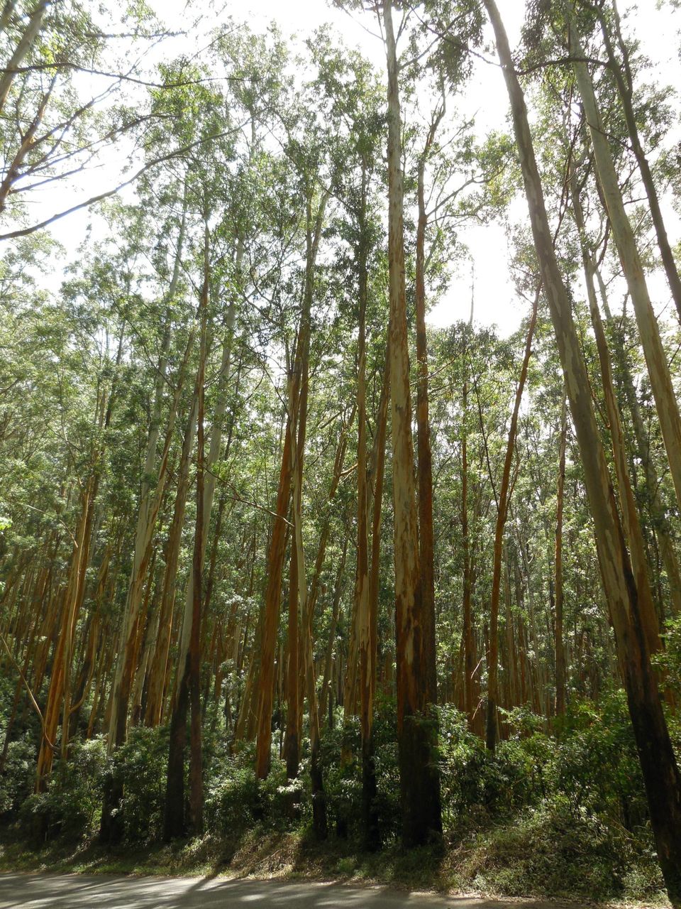 Photo of Mudumalai National Park, Mudumalai, Tamil Nadu, India by Anubhav Raikar