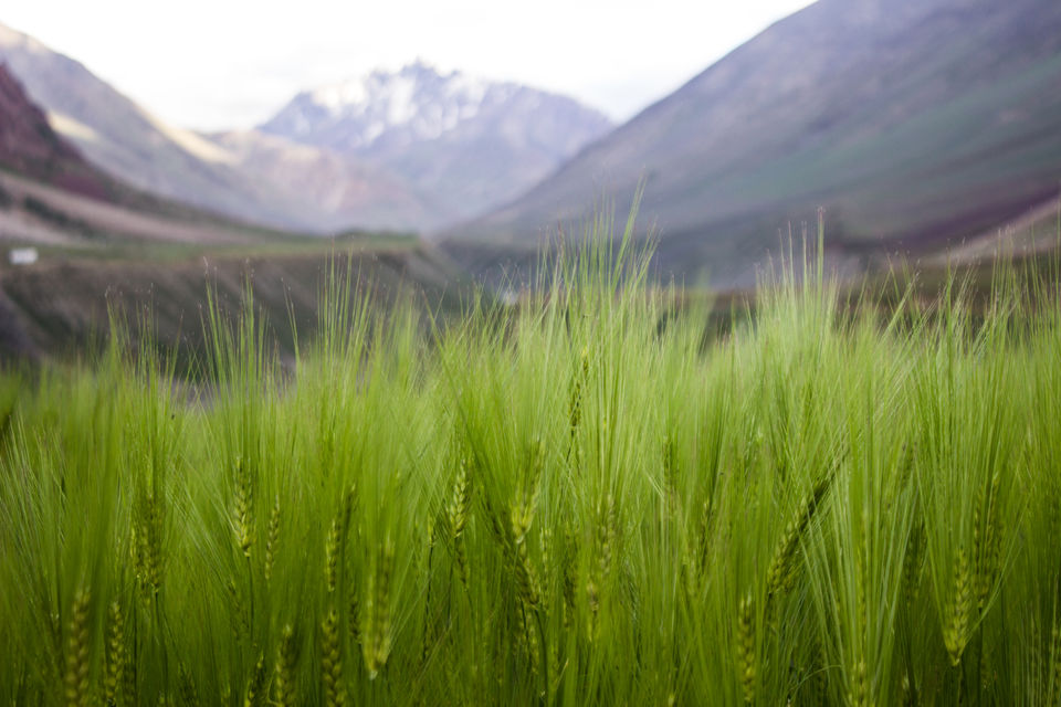 Photo of Pin Valley National Park, Lahaul And Spiti, Himachal Pradesh, India by Some Aditya Mandal