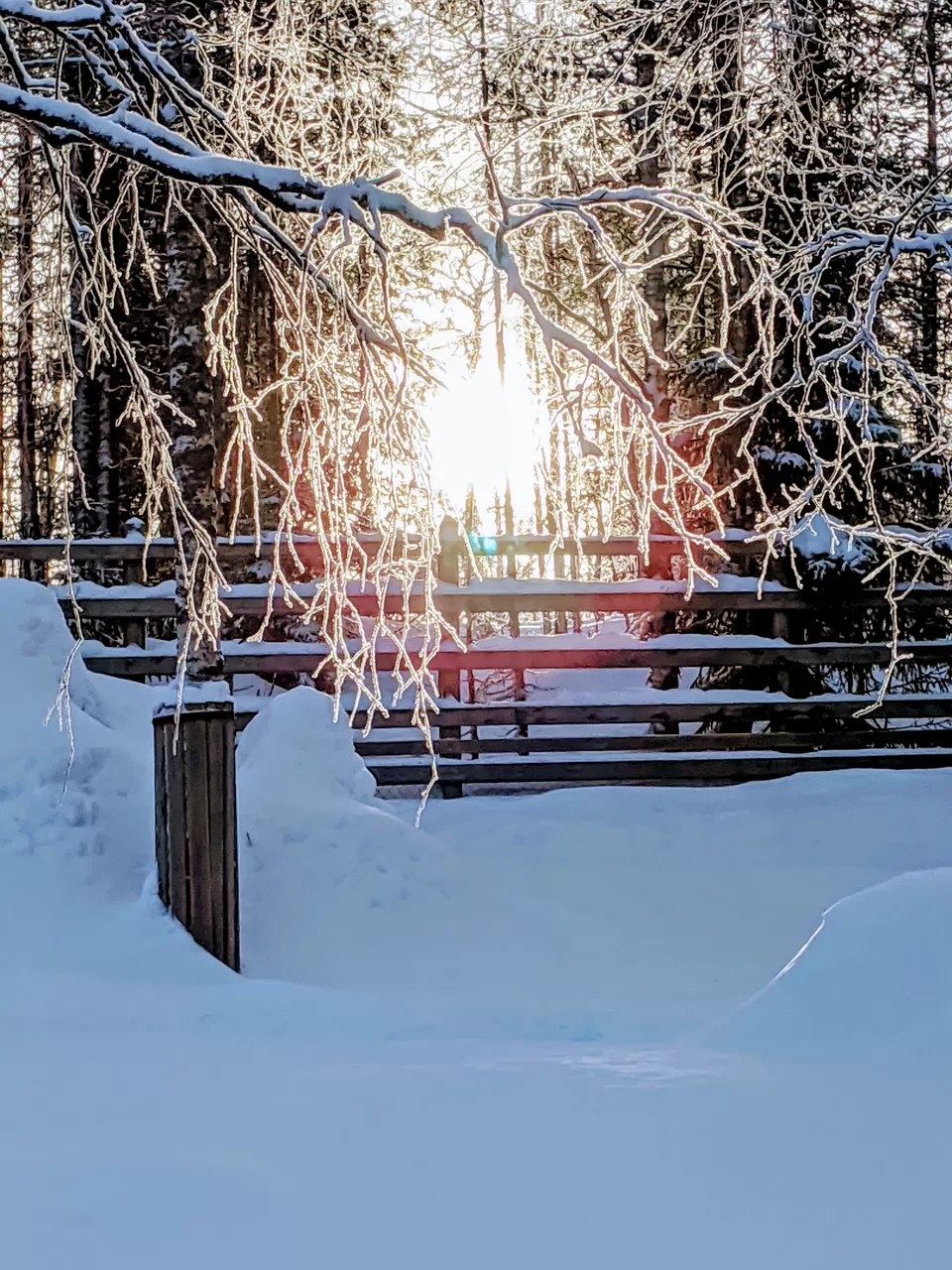 Photo of Ranua Zoo, Rovaniementie, Ranua, Finland by Sushma Materla