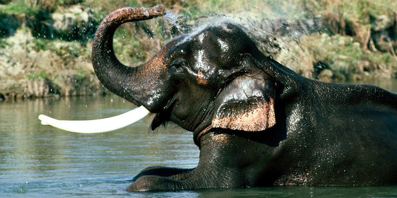 Photo of Why So Many Choose Africa as their Safari Destination 2/3 by Anamika Sharma