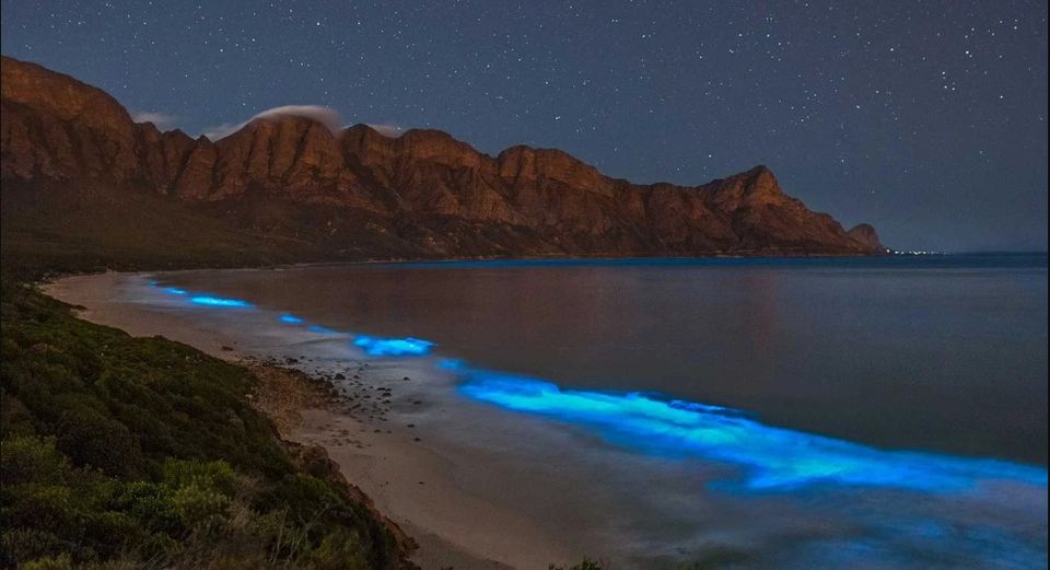 6 Famous bioluminescent beaches in the world that will blow your mind