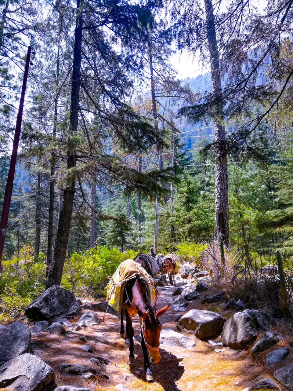 Photo of In search of the forbidden - A detailed journey from the fierce Parvati to the serene Tosh. by Chaitali Mandal