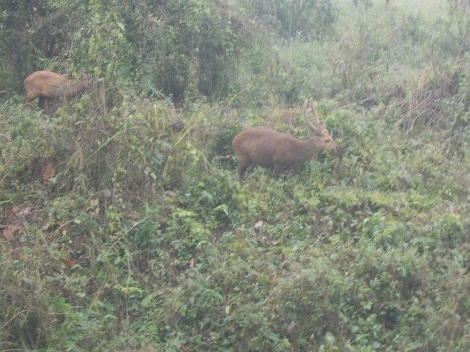 Photo of Kohora, Assam, India by Withyou Uma