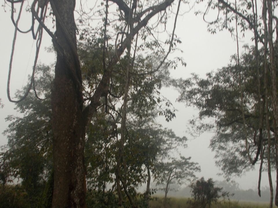 Photo of Kohora, Assam, India by Withyou Uma