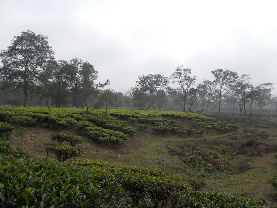Photo of Jungle safari at Kaziranga National Park by Withyou Uma