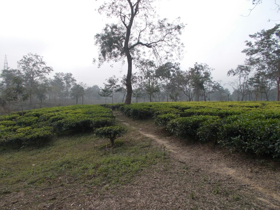 Photo of Jungle safari at Kaziranga National Park by Withyou Uma