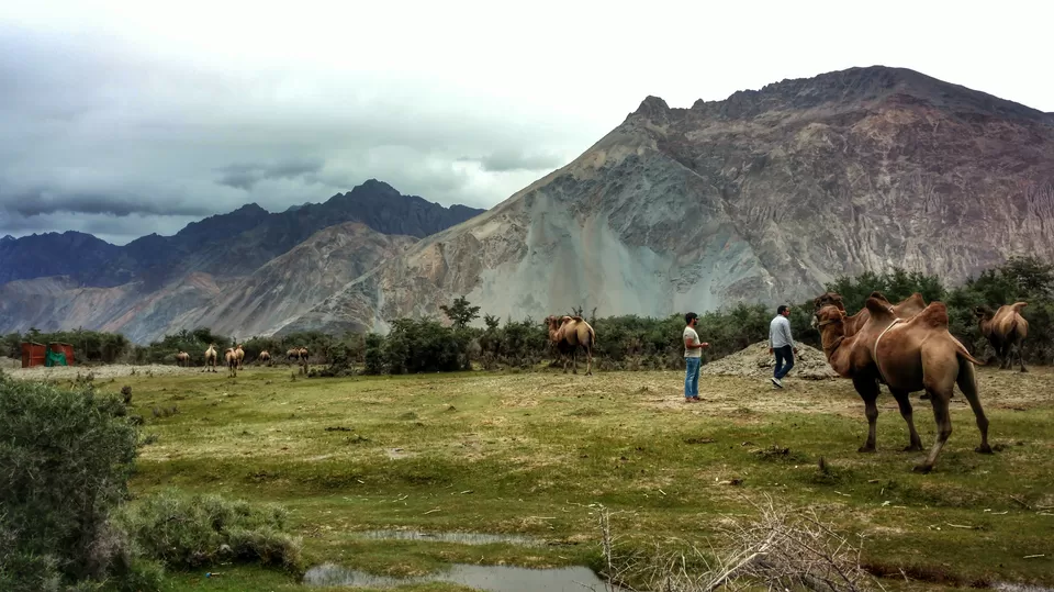 Photo of Nubra Valley, Leh by Jitesh Pujari