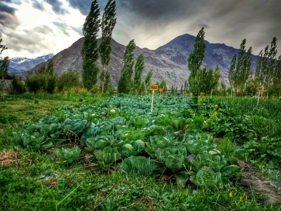 Photo of Nubra Ecolodge, Sumur by Jitesh Pujari
