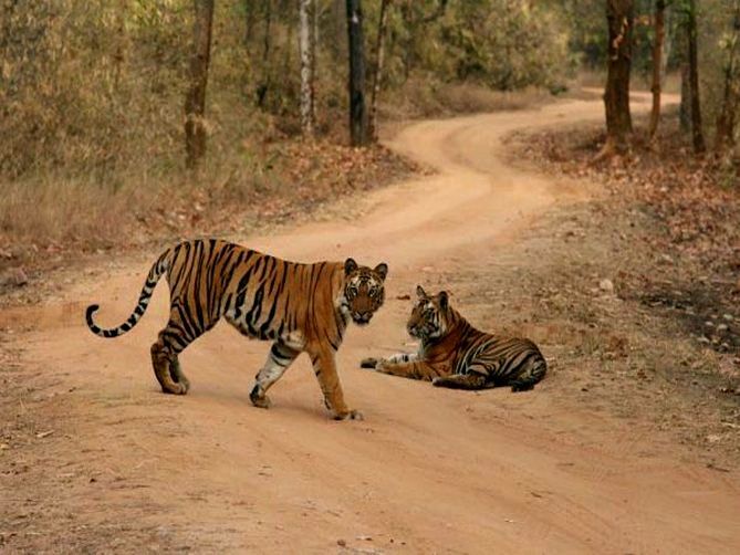 Photo of Wildlife Photography in Bandhavgarh 2/16 by Harminder Kaur