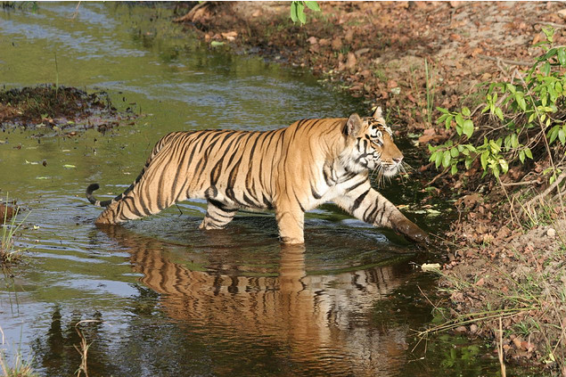 Photo of Wildlife Photography in Bandhavgarh 8/16 by Harminder Kaur