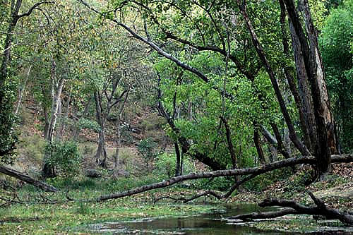Photo of Wildlife Photography in Bandhavgarh 9/16 by Harminder Kaur