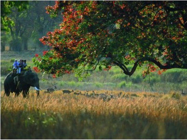 Photo of Wildlife Photography in Bandhavgarh 4/16 by Harminder Kaur