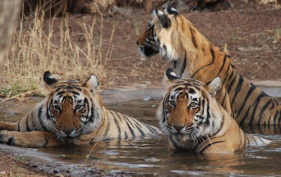 Photo of Wildlife Photography in Bandhavgarh 5/16 by Harminder Kaur