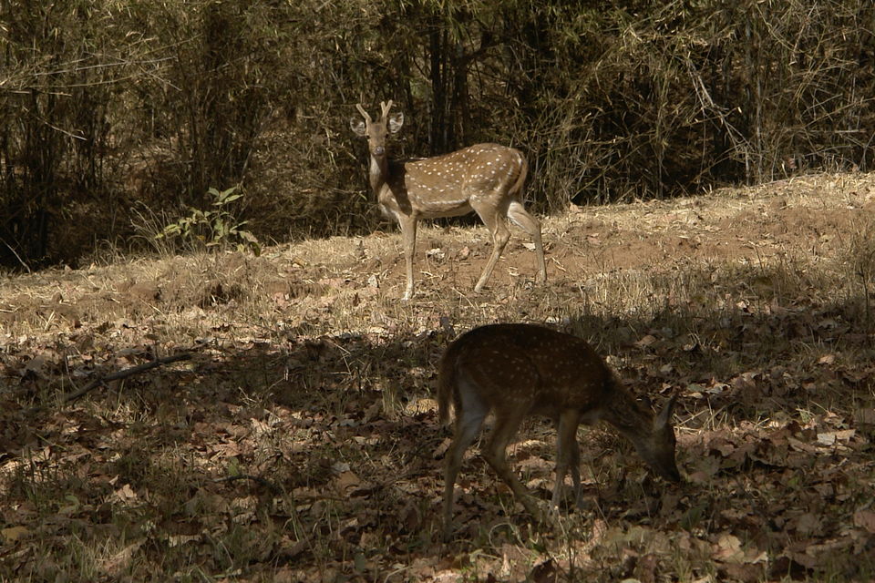 Photo of Wildlife Photography in Bandhavgarh 10/16 by Harminder Kaur