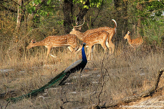 Photo of Wildlife Photography in Bandhavgarh 13/16 by Harminder Kaur