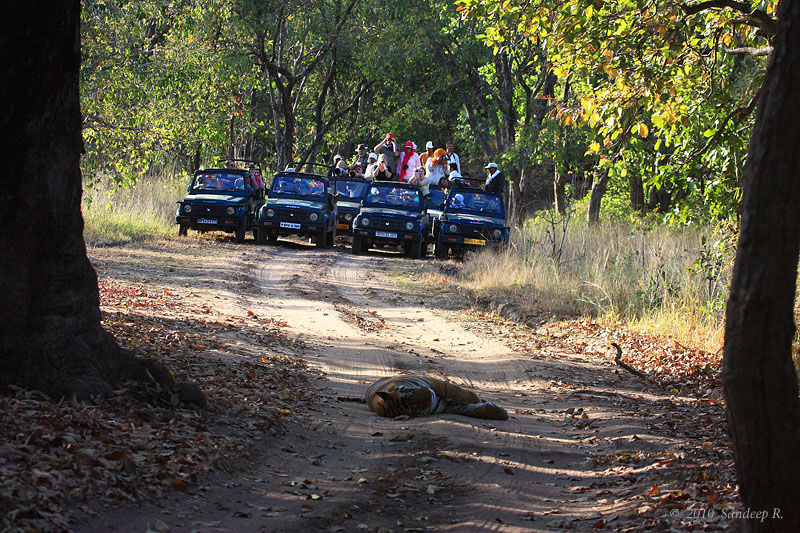 Photo of Wildlife Photography in Bandhavgarh 15/16 by Harminder Kaur